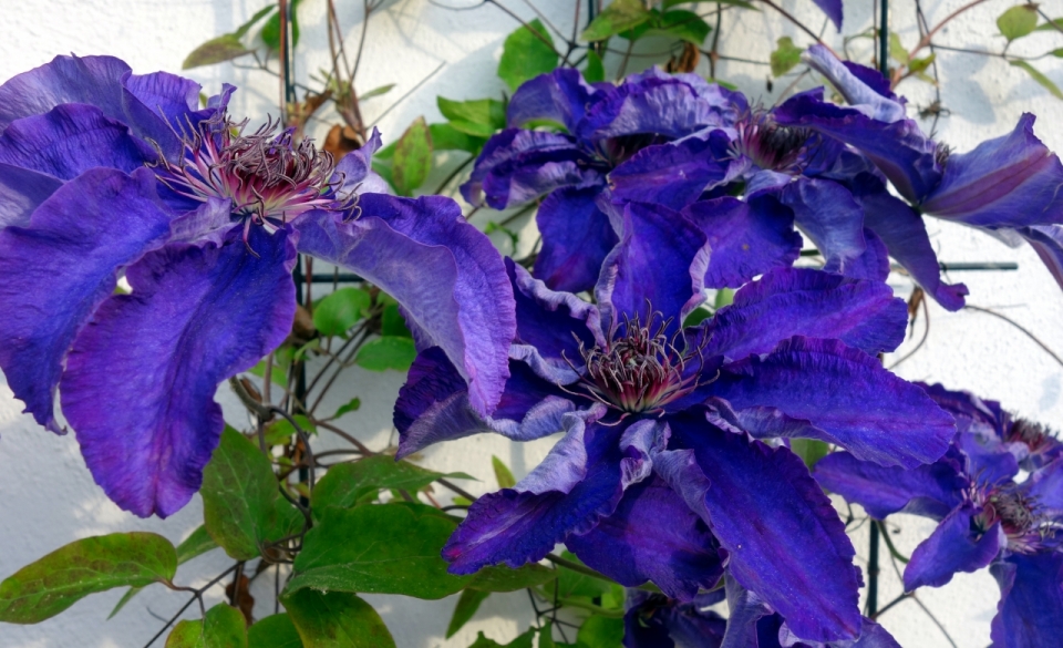 户外白色墙壁前紫色花朵自然植物