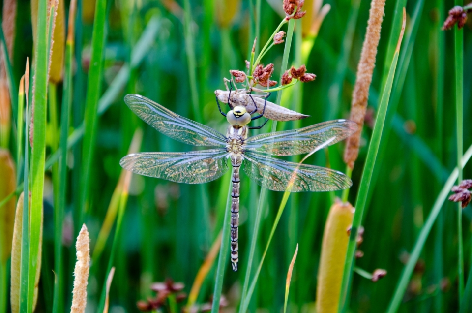 阳光虎娃自然绿色草坪间蜻蜓昆虫