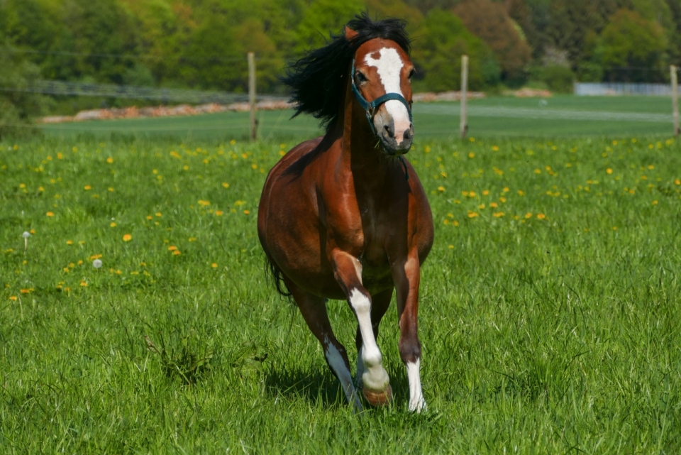 作品简介 在阳光户外的自然草坪上奔跑着的是,一只棕色的马,它的动态