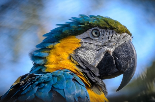 虚化背景自然户外彩色鹦鹉鸟类动物