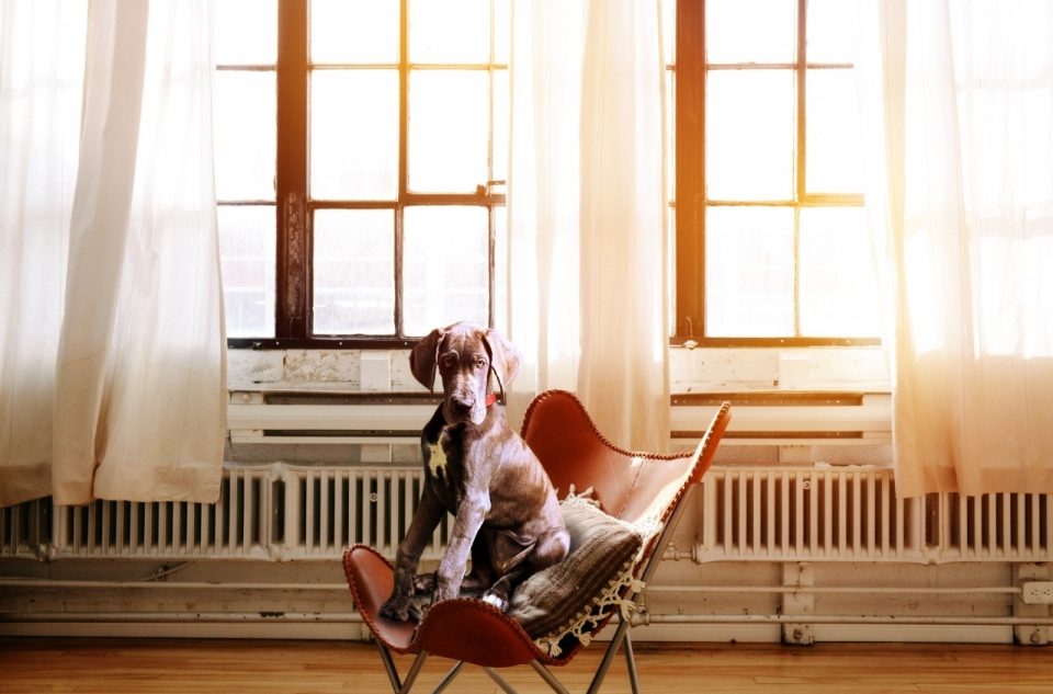白色玻璃窗前坐在椅子上的威玛狗