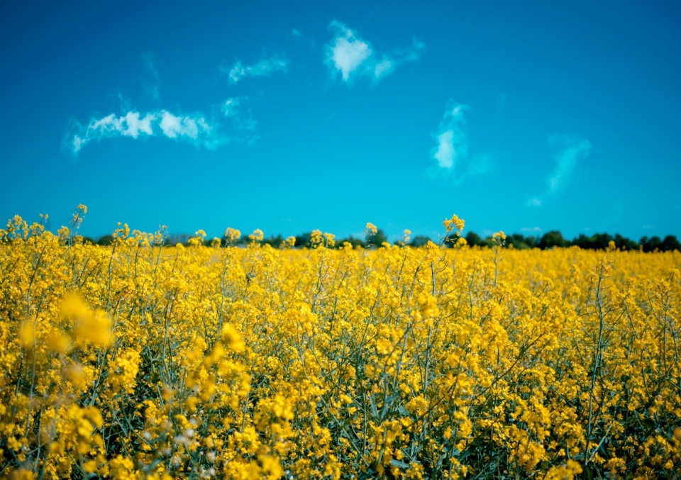 阳光蓝色天空自然黄色花朵植物花田
