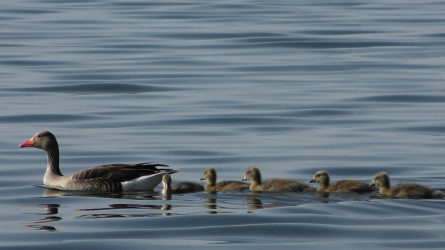 阳光户外自然湖泊野生鸭子动物
