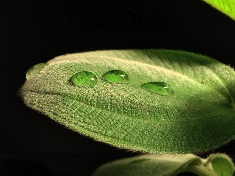 黑色背景阳光绿色叶子上透明水滴