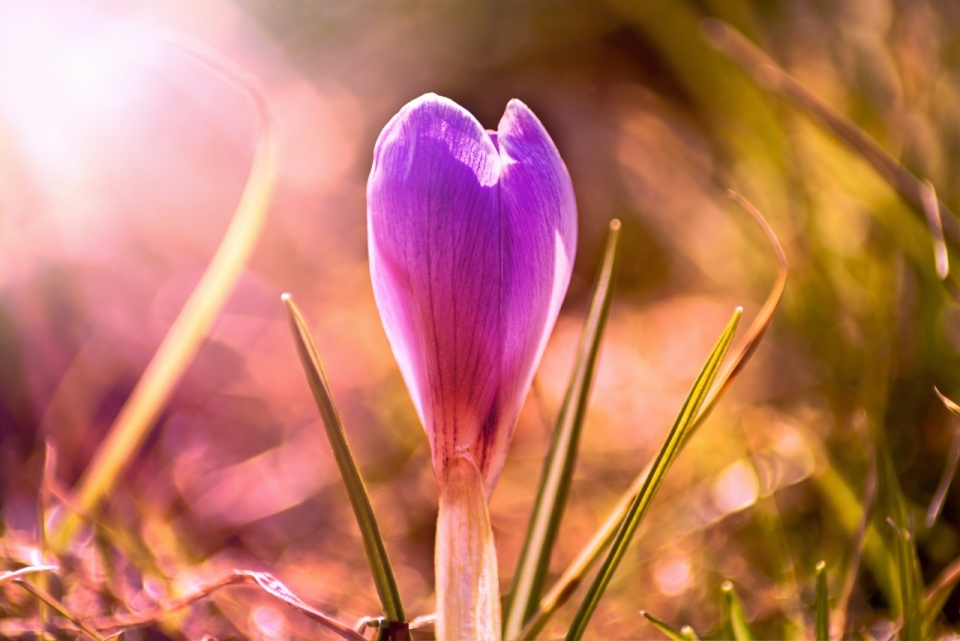 粉色滤镜阳光户外自然紫色花朵植物