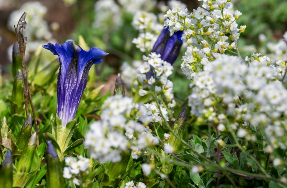 阳光户外自然白色花丛中紫色花朵植物