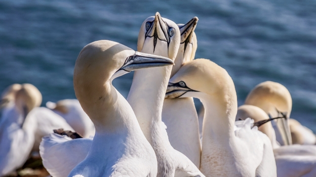 北方塘鹅自然风光优美风景高清桌面壁纸