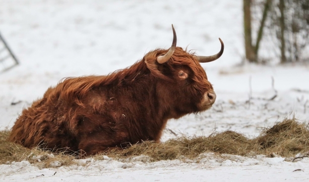 自然户外地面上棕色野生牛动物