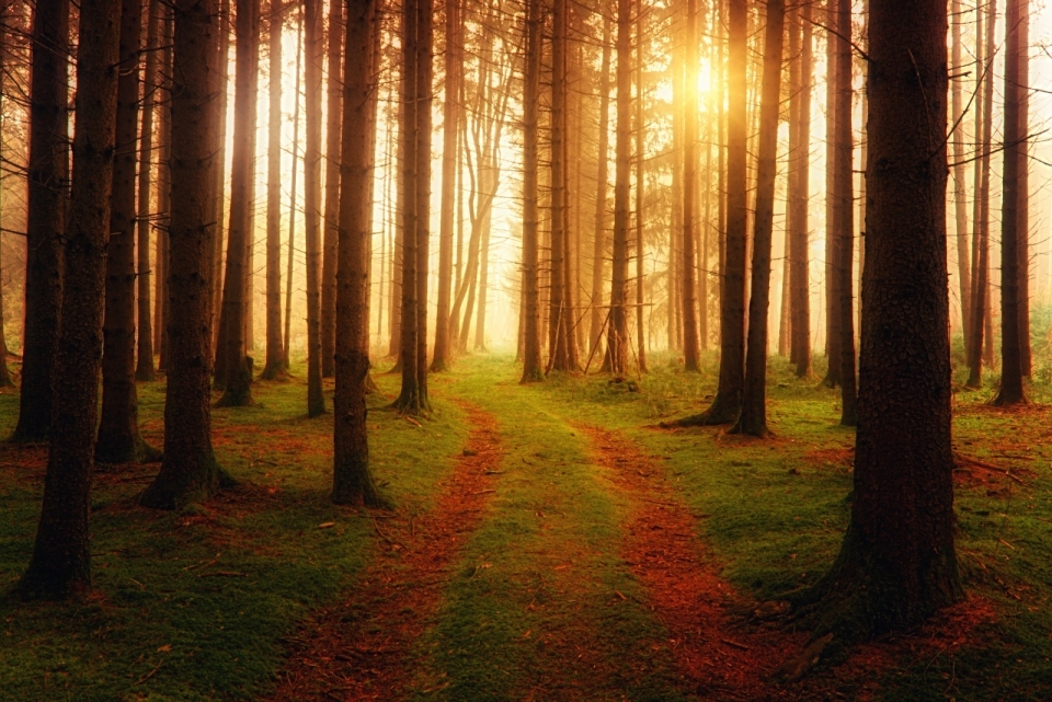 幽深丛林透射朦胧夕阳自然美景