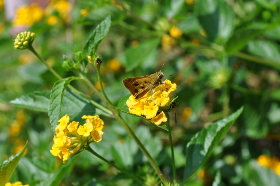 绿色花草丛黄色花朵上采集花粉蝴蝶昆虫摄影