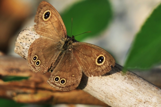 自然树木树枝褐色翅膀蝴蝶昆虫