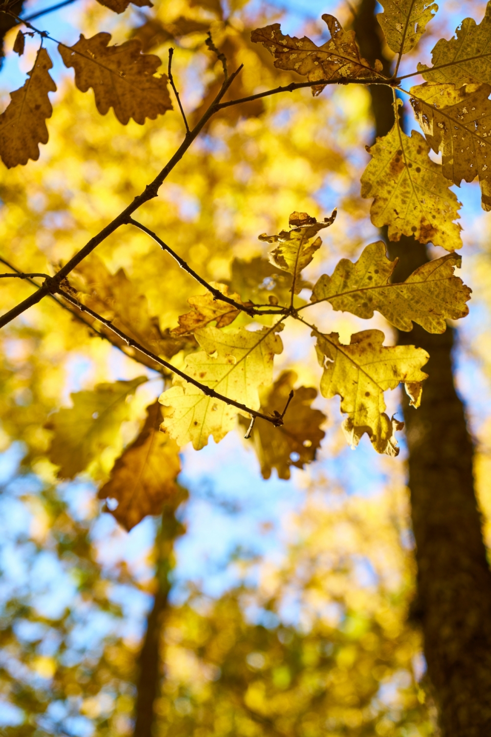 秋天森林树木金色树叶风光