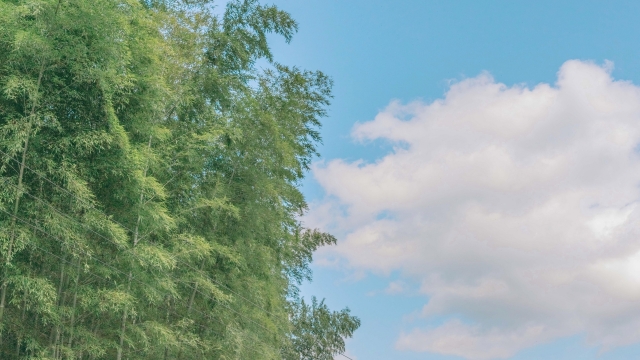 清新绿色护眼高清桌面壁纸