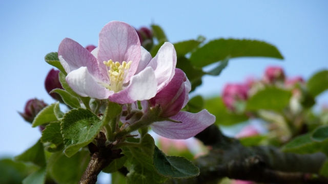 苹果花自然风光优美风景高清桌面壁纸