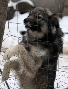 城市街道金属铁丝网前可爱宠物狗
