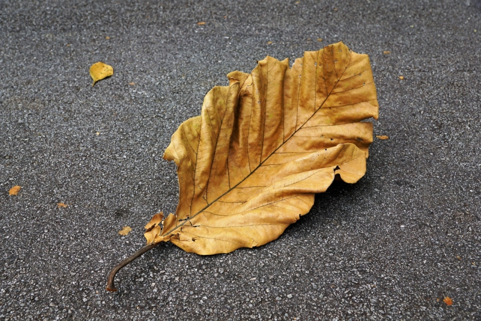 秋天城市街道地面黄色枯败自然落叶