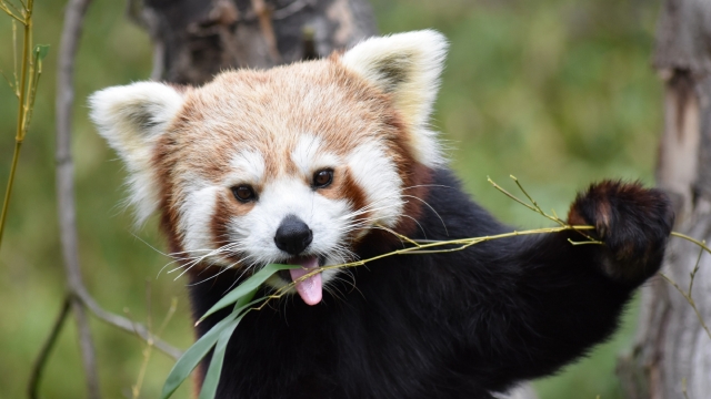 树上可爱的小熊猫呆萌可爱自然风光高清桌面壁纸