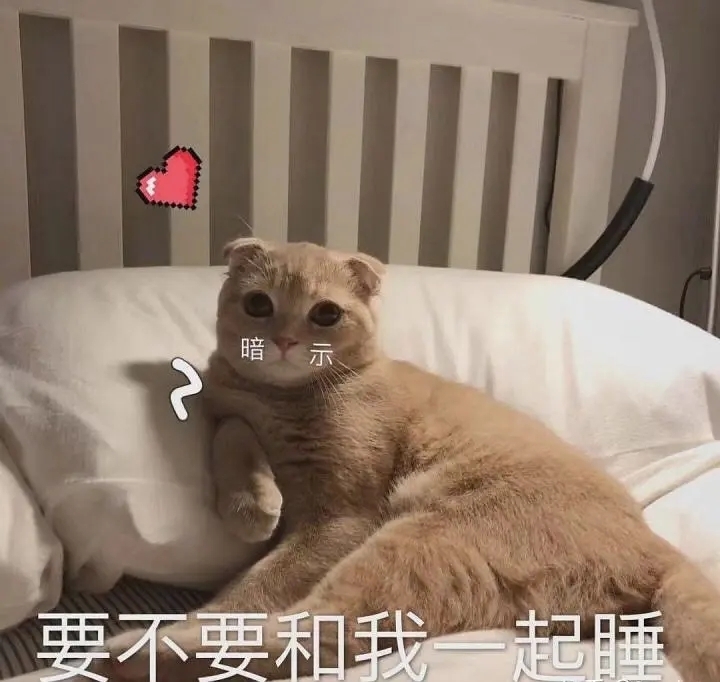 和女朋友开车猫咪表情包