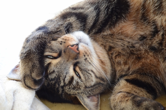 阳光下睡在沙发上的虎斑猫