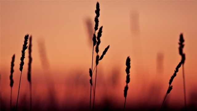 初秋田园海域风景桌面壁纸