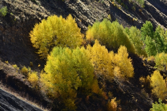 清晨阳光山坡上的绿色灌木丛生
