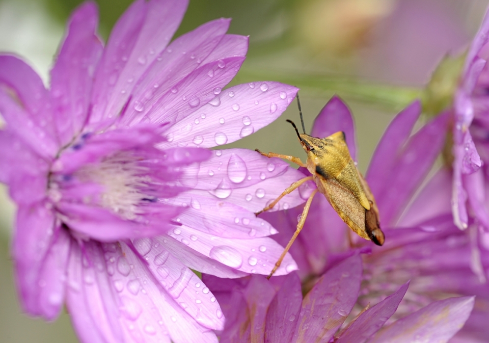 夏日雨季清新紫色花朵露水昆虫特写