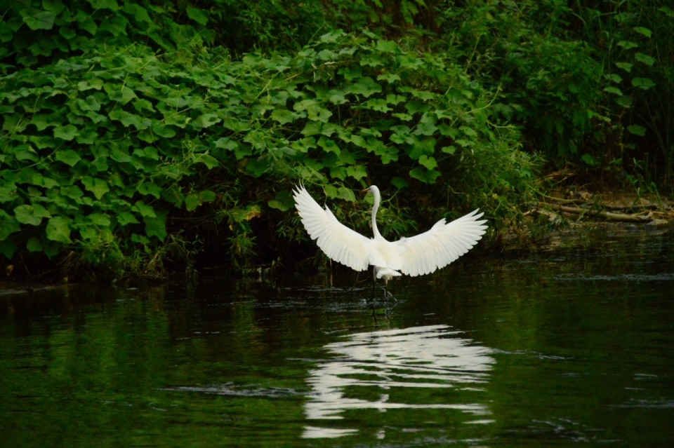 展翅冲向湖边草丛的白鹭