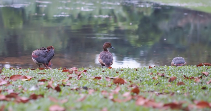 清澈自然湖泊前野生鸟类动物