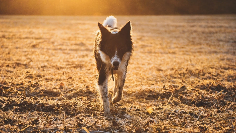 牧羊犬高清桌面壁纸图片