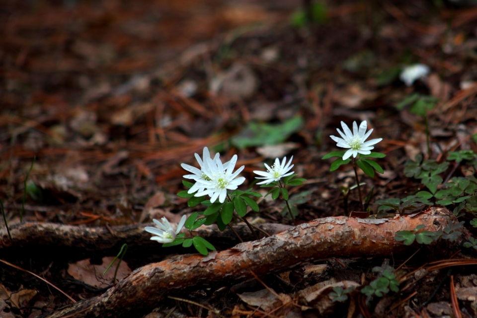 森林地面白色花朵绿色叶子自然植物