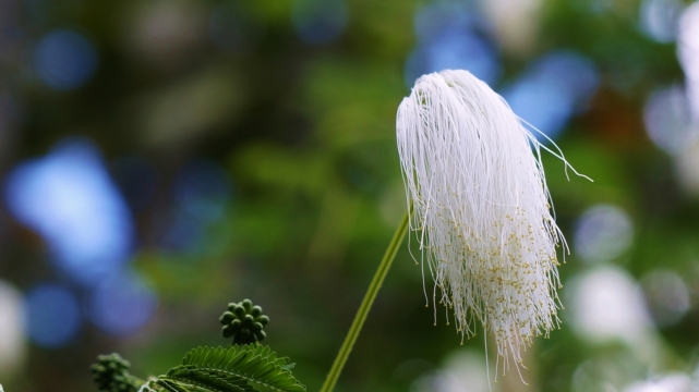 虚化背景草丛间白色毛絮植物高清特写