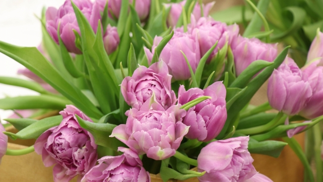 颜色鲜艳的郁金香高清桌面壁纸