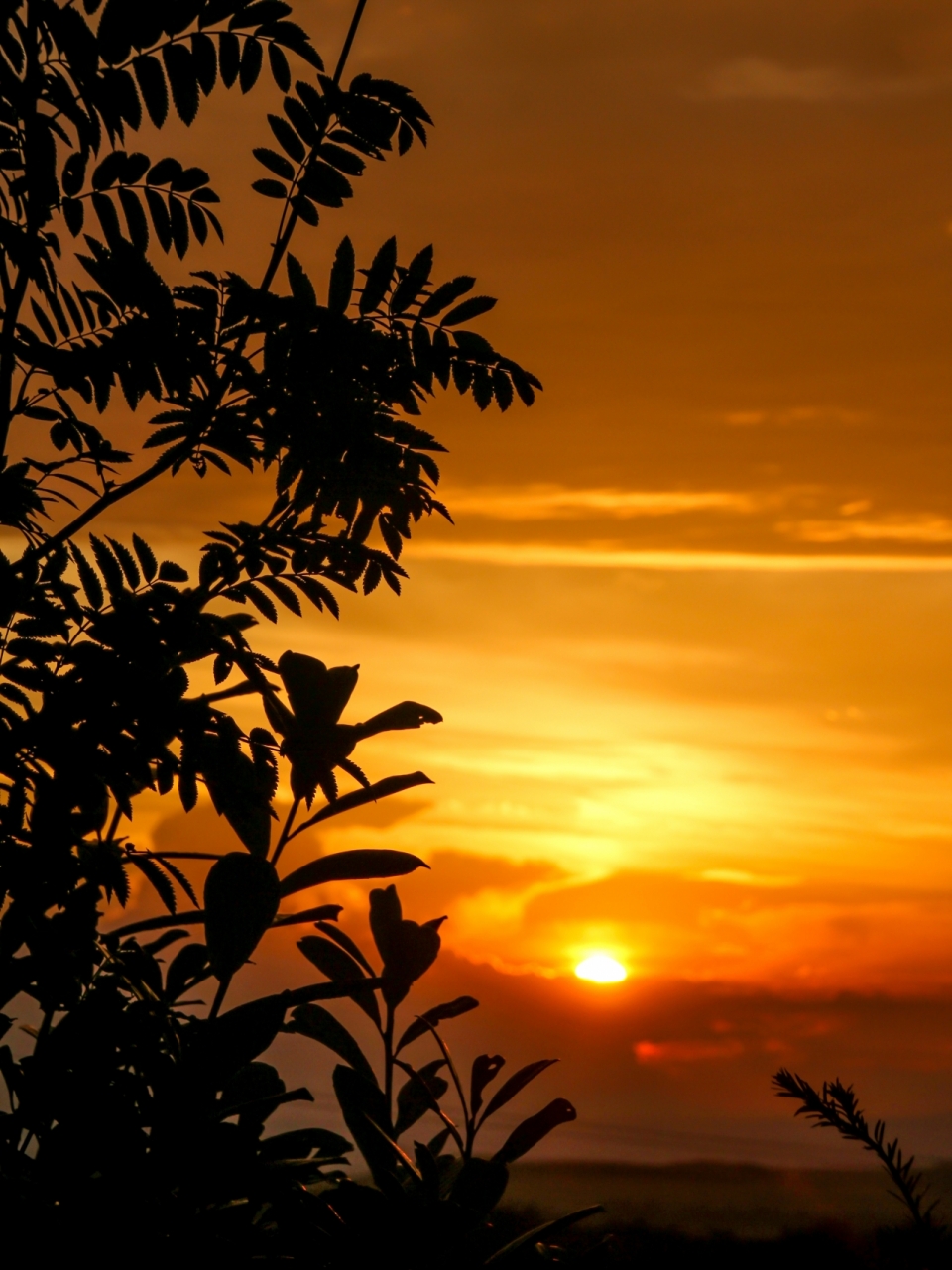 夕阳下金色阳光自然树林树叶剪影风光