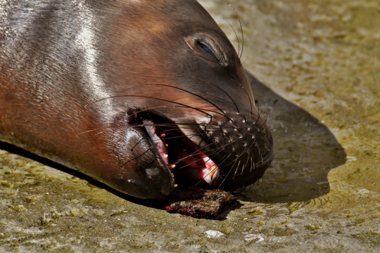 阳光户外地面上野生海狮动物