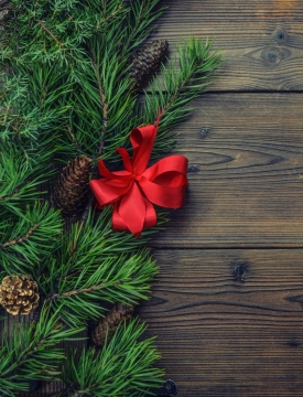 给新生的松针系上一朵蝴蝶结