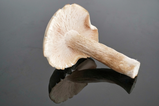 灰色玻璃桌面倒映白色新鲜蘑菇