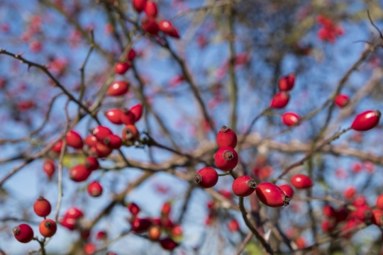 虚化背景红色果实野玫瑰果摄影