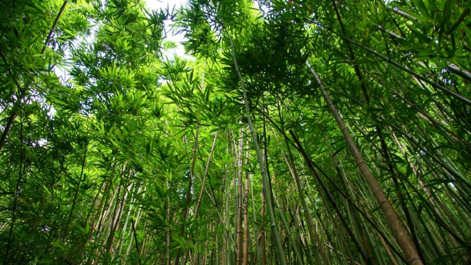 四季常青的竹子竹林风景无水印电脑桌面高清壁纸图片