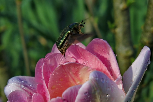 户外自然粉色花朵植物黑色昆虫
