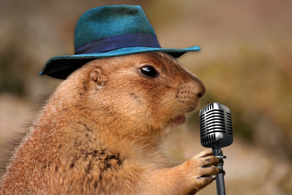 戴帽子的土拨鼠拿着话筒唱歌