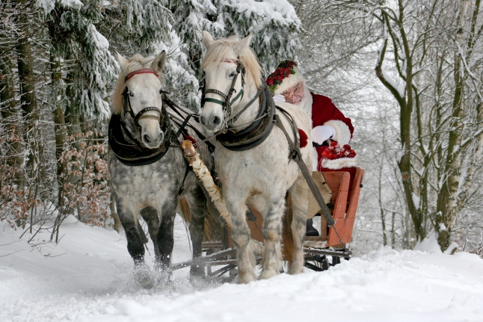 冬天白色树林雪地上坐着雪橇白色马匹的圣诞老人