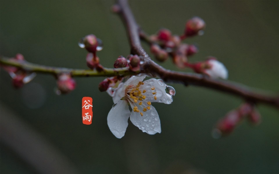 谷雨高清壁纸