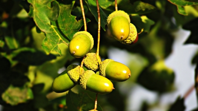 树枝上青涩的橡子果无水印电脑桌面高清壁纸图片