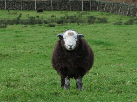 站在青草地上的棕色绵羊