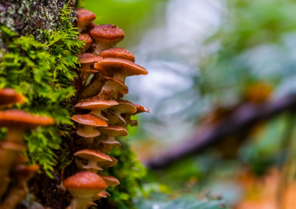 背景虚化树根旁的鲜艳蘑菇摄影