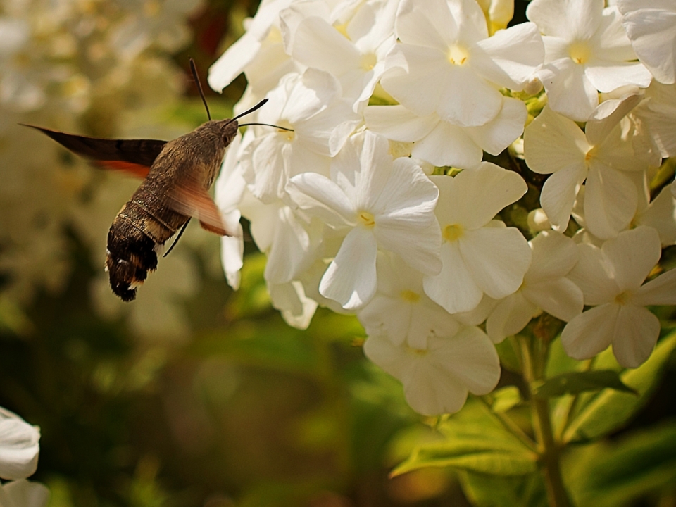 微距摄影_户外自然白色花朵植物上褐色昆虫