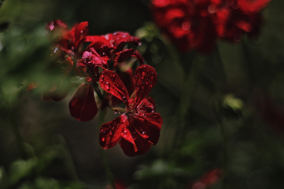 杂草丛中沾满露珠的鲜红花朵