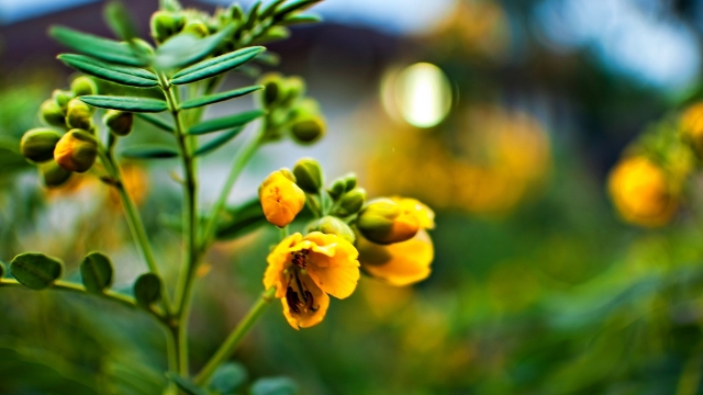 好看的唯美花卉植物桌面壁纸图片