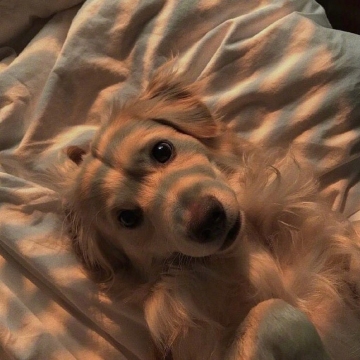 治愈系小动物头像图片