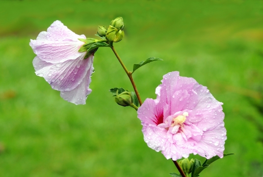 微距摄影_粉色植物露水清新特写